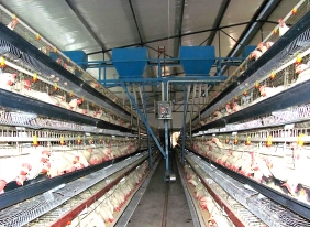 選擇自動化技術養雞設備的優勢